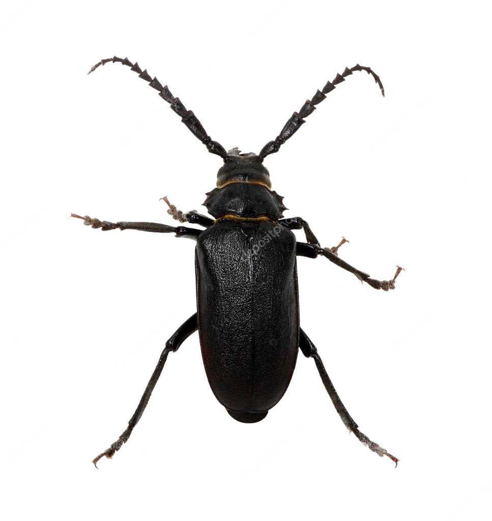 Black Beetle Png Pic (967x1024), Png Download
