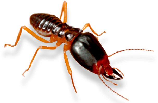 Termite (814x406), Png Download