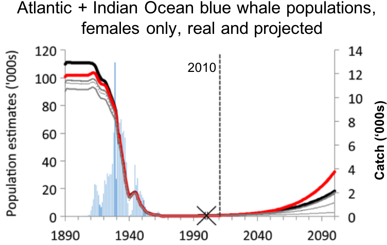 Blue Whale Populations Fell By Over 99% During The (766x495), Png Download