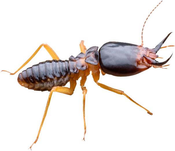 Long Lasting Termite Elimination (700x600), Png Download
