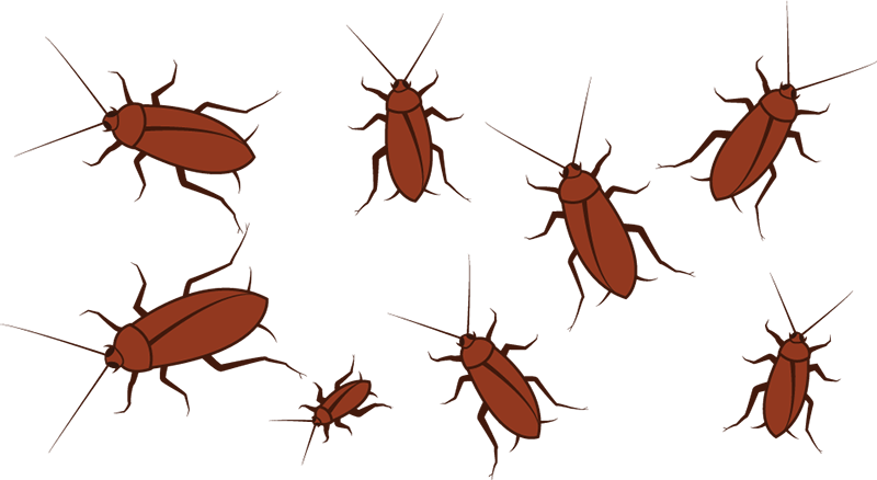 Areas Such As Cockroaches And Ants, Areas Don't Necessarily (800x438), Png Download