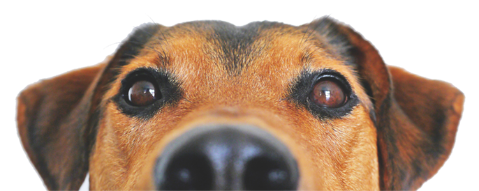 Merry Christmas And A Happy New Year From The Staff (1348x274), Png Download