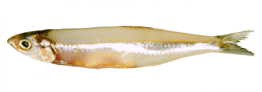 White Bait (1200x421), Png Download