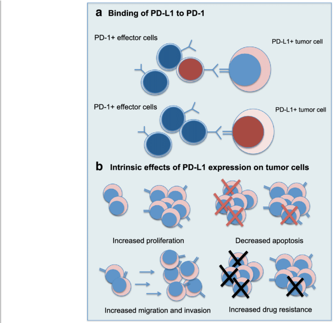 Intrinsic And Extrinsic Effects Of Pd L1 Expression (850x663), Png Download