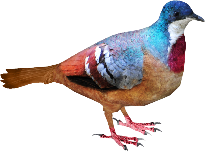 Mindanao Bleeding Heart (803x803), Png Download