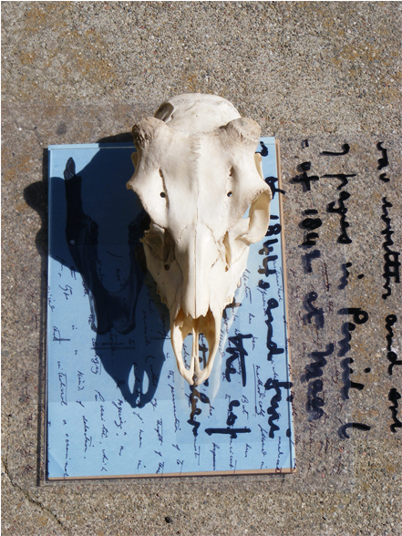 Sunprints Skull And Writing (900x600), Png Download