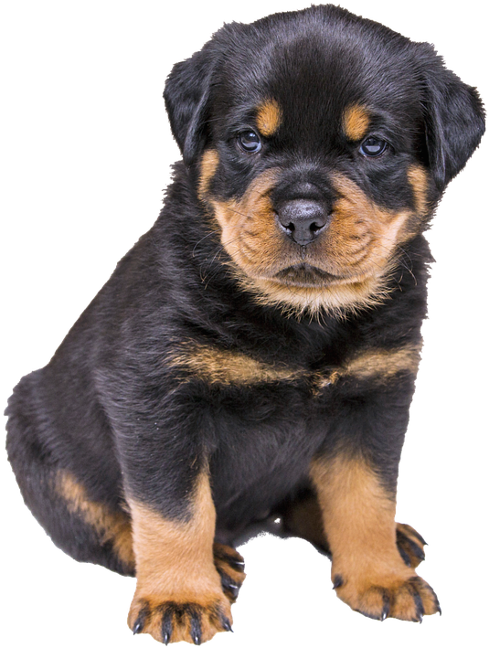 Rottweiler Puppy, Dog, Nature (552x720), Png Download