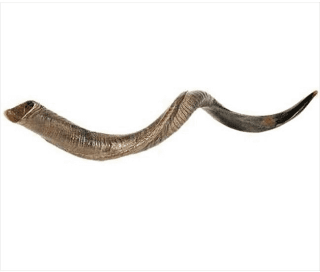 Large Yemenite Shofar (650x650), Png Download