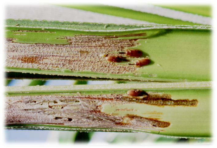 Dano Causado Pelo Raspador Delocrania Cossyphoides (707x482), Png Download