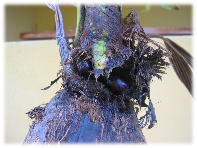 Ponto De Entrada Do Adulto Da Broca Do Coleto Strategus (775x582), Png Download