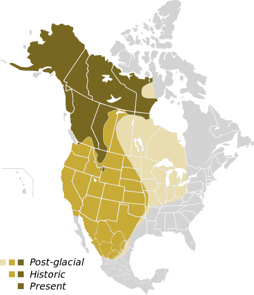 Historic And Present Grizzly Bear Population Maps (515x599), Png Download