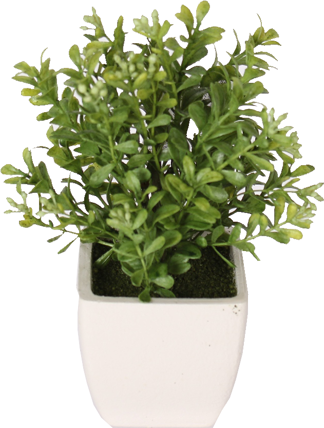 Download Potted Fresh Cut Boxwood - Full Size PNG Image - PNGkit