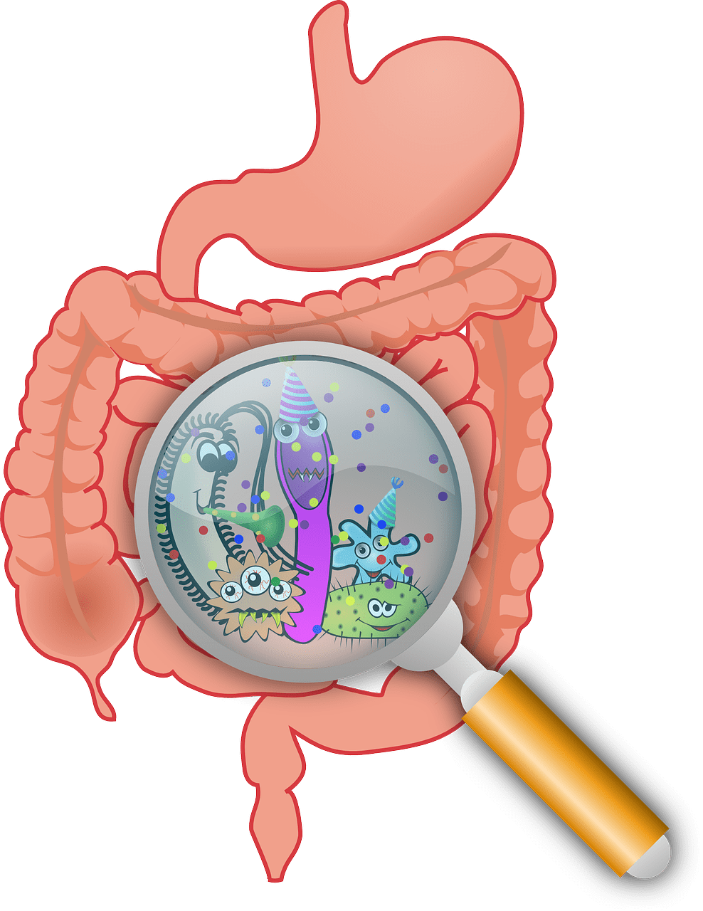 My Intention With Sharing This Is Not To Gain Anyone's - Gut Microbiome Png (988x1280), Png Download