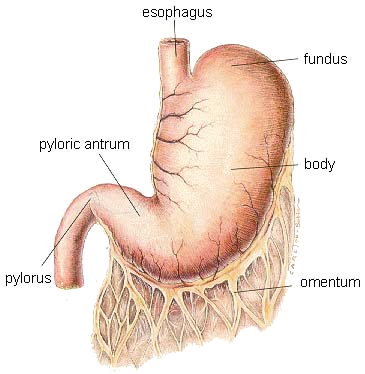 Dog-stomach - Bloated Stomach X Ray (365x374), Png Download