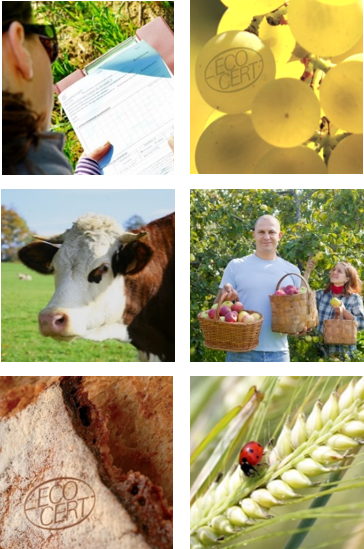 Dairy Cow (364x549), Png Download