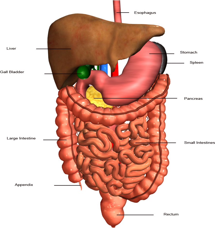 Anatomy Clipart Stomach - Digestive System Organs (1024x1024), Png Download