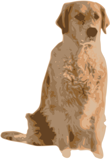 Golden Retriever Labrador Retriever Nova Scotia Duck - Golden Retriever (563x750), Png Download