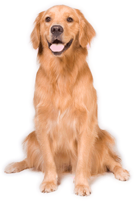 Perro - Dog Sitting Down Png (400x400), Png Download