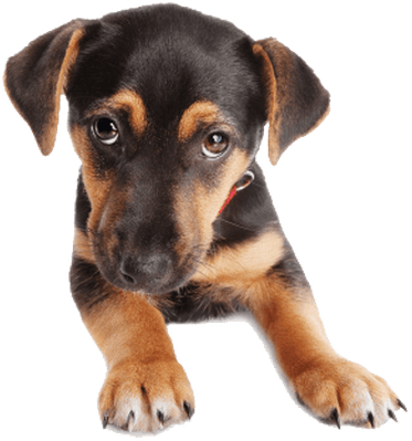 Puppy Dog Face - German Shepherd Puppies Png (400x400), Png Download