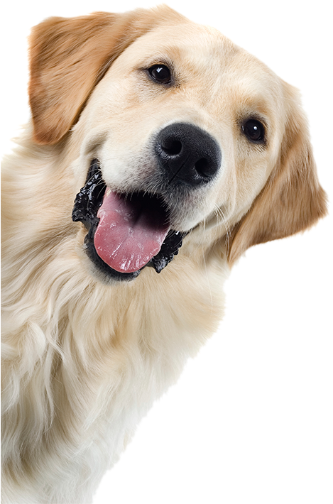 Happy Golden Retreiver - Kids And Dogs By Colleen Pelar (500x718), Png Download