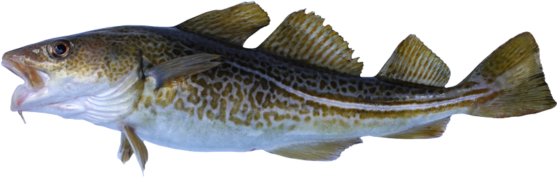 Atlantic Cod (860x262), Png Download