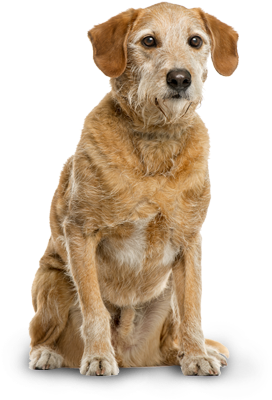Nutro™ Grain Free Senior Farm-raised Chicken, Lentils - Vital Can Renal Perros (350x514), Png Download
