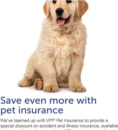 Save Even More With Pet Insurance Puppy - Happy Puppy And Kitten Png (485x500), Png Download