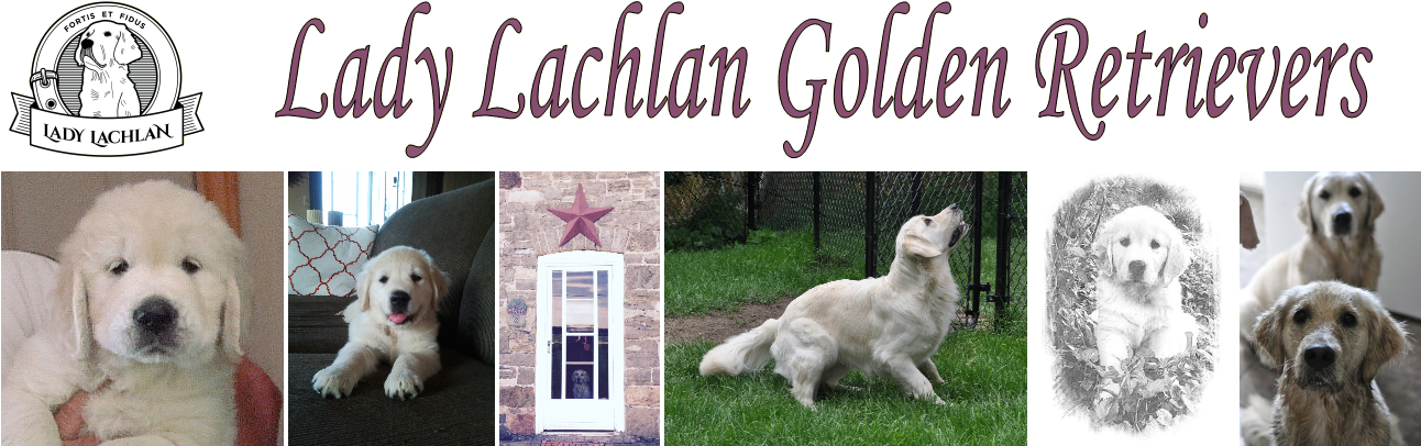 Lady Lachlan Golden Retrievers - Golden Retriever (1321x424), Png Download