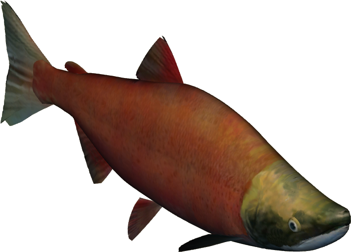 Sockeye Salmon - Zt2 Salmon (708x708), Png Download