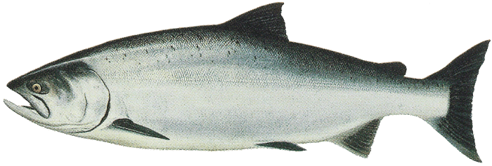 Fish Transparent Images Pluspng - Salmon Png (700x237), Png Download