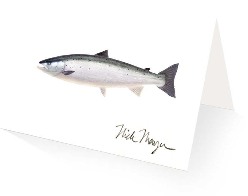 Wild Atlantic Salmon - Sockeye Salmon (1024x825), Png Download