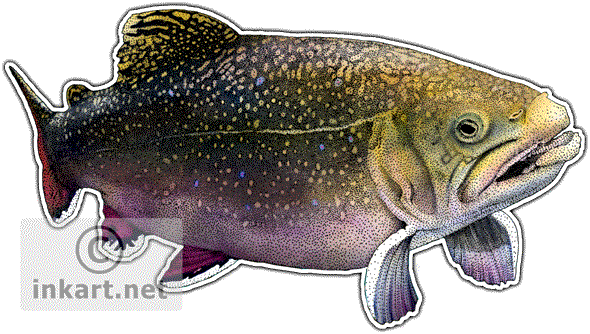 Wildlife Art - Brook Trout Throw Blanket (590x334), Png Download