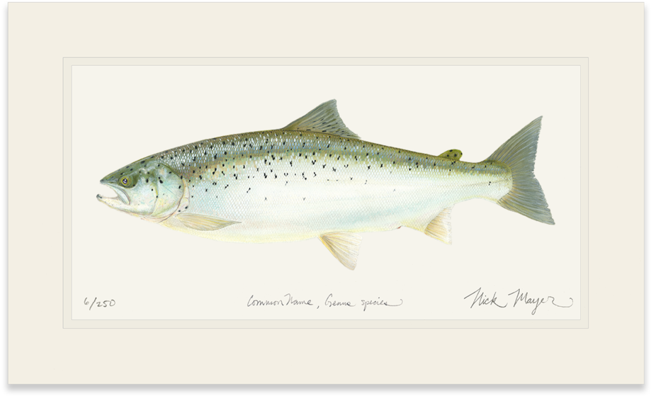 Landlocked Salmon - Art (1023x664), Png Download