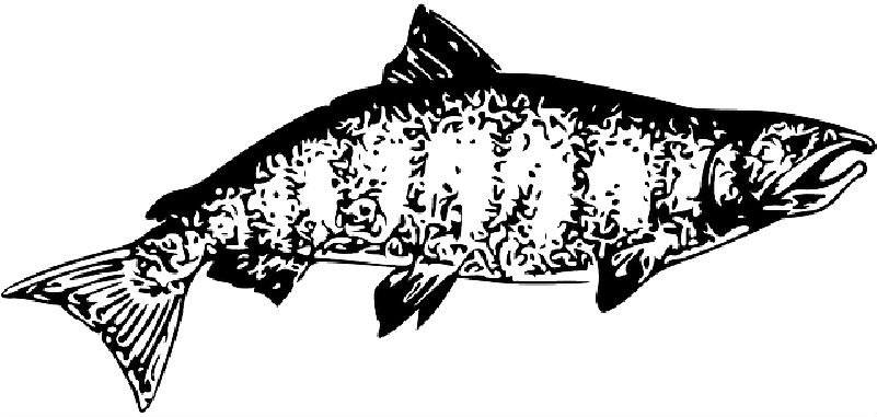 Mb Image/png - Chinook Salmon Clipart (800x400), Png Download