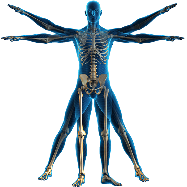 Andrew Elkwood And Matthew Kaufman Will Be Presenting - Human Body Transparent Png (960x960), Png Download