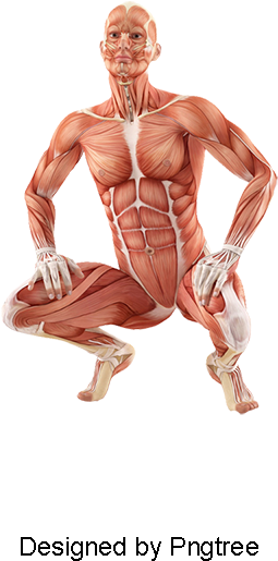 Hd Human Muscle Tissue, Medical Action, Medical, Male - Psd (800x800), Png Download