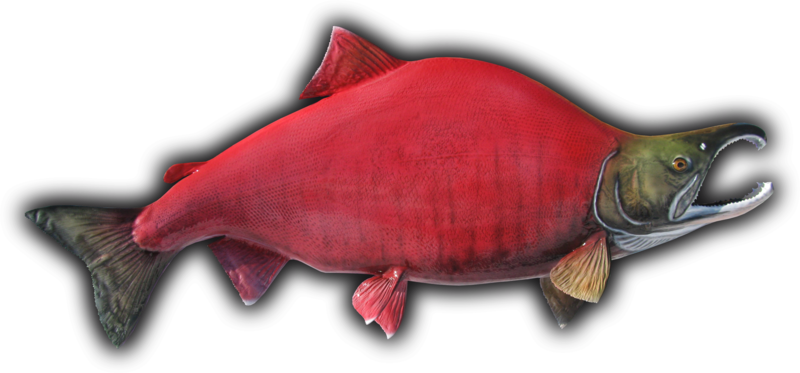 Sockeye Salmon Fish - Drawing (800x373), Png Download