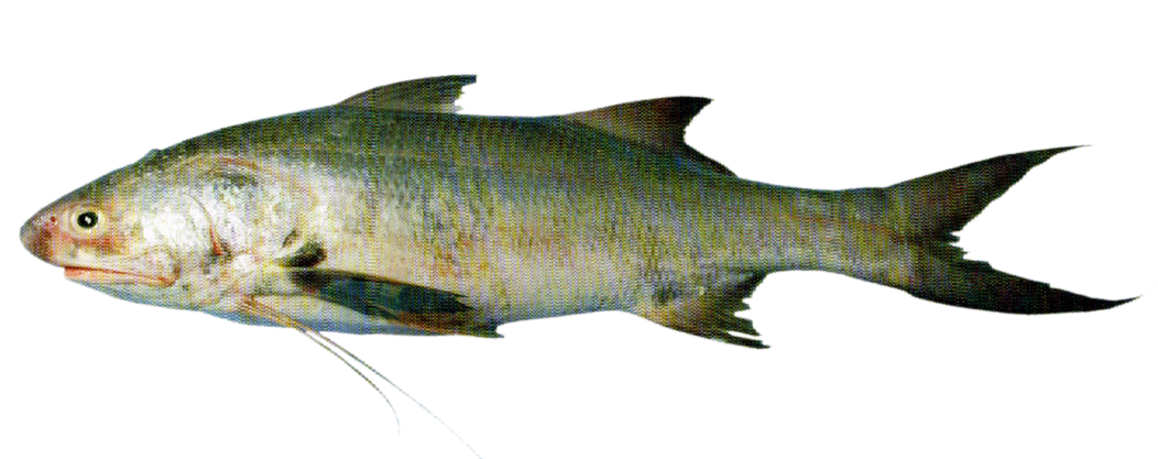 Indian Salmon - Chand International (1200x421), Png Download