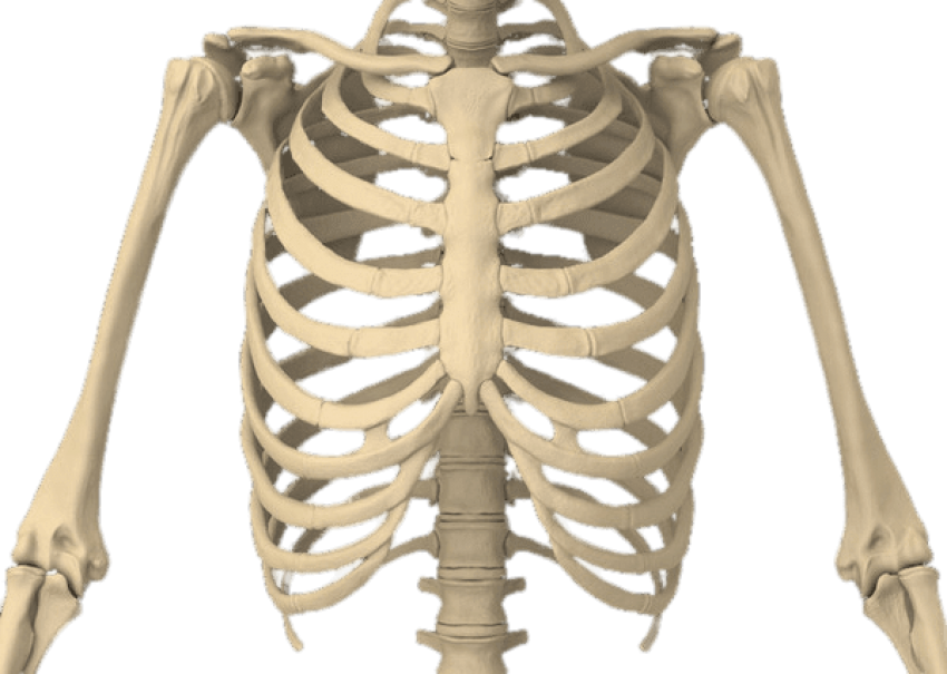 Bones Of The Body - Rib Cage Png (600x427), Png Download