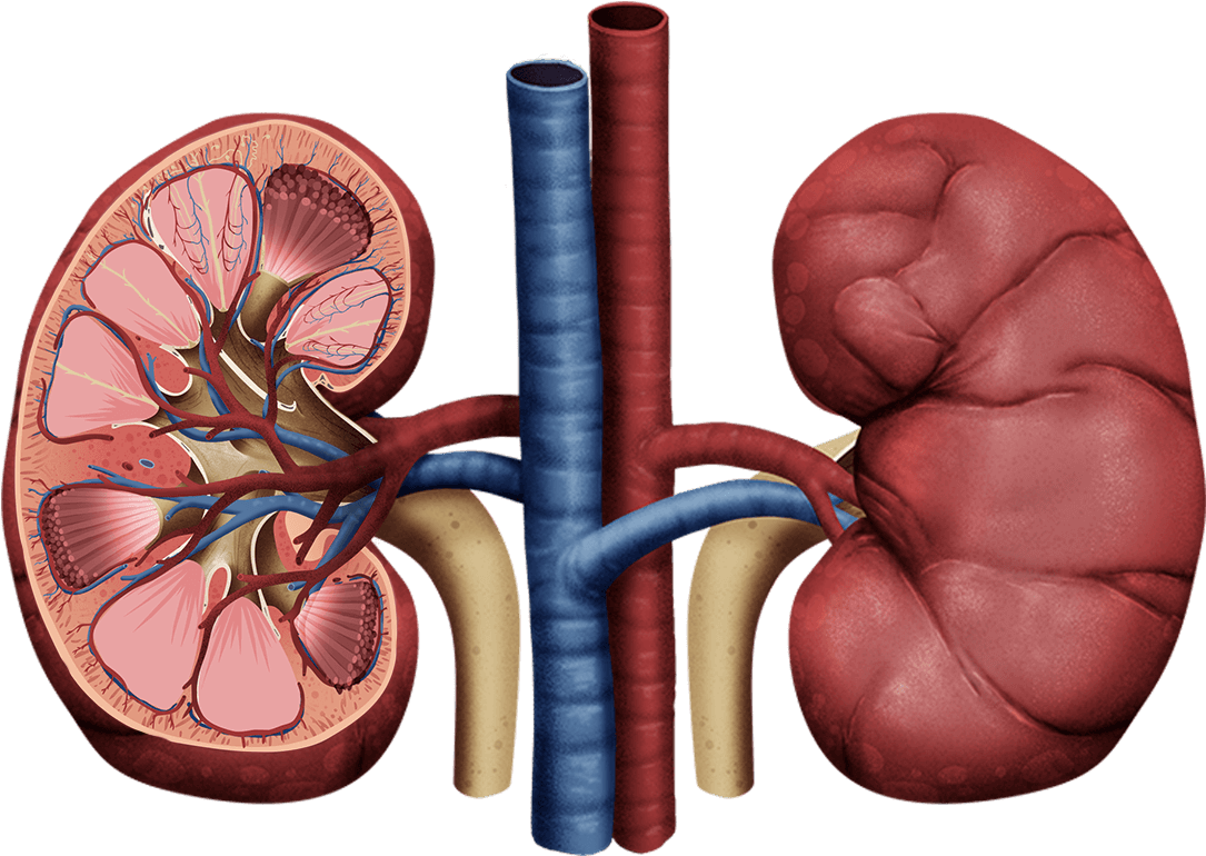 How To Draw Human Kidney The Right Way In Just 10 Minutes - Glomerular Filtration (1098x779), Png Download