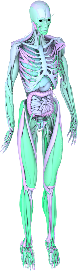 Tumblr Mr8epo9kxr1s4z1sao1 1280 - Seapunk (382x999), Png Download