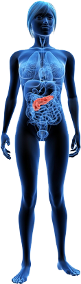 Contains Digestive Enzymes That Help To Breakdown Carbohydrates, - Female X Ray (283x480), Png Download