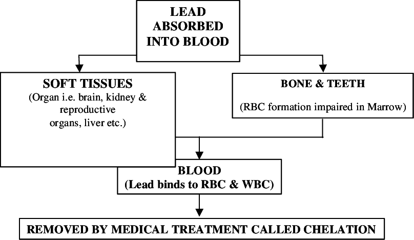 Fate Of Lead In Human Body - Diagram (808x468), Png Download