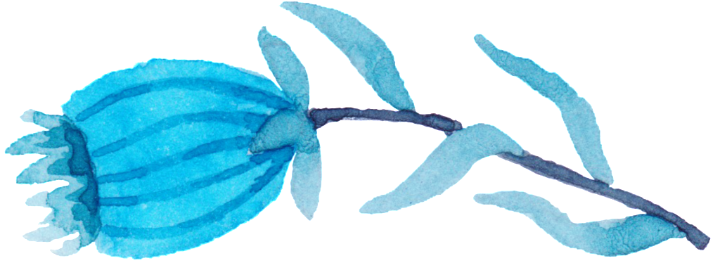 Poppy Flower Transparent Watercolor Hand-painted Decorative - Watercolor Painting (1024x374), Png Download