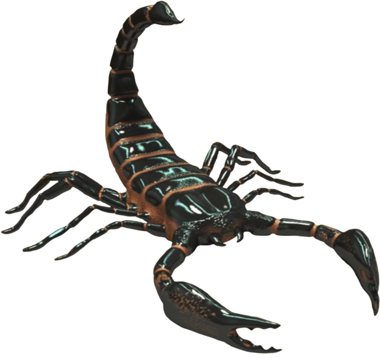 Scorpio Png Photo - Scorpion Animal (894x894), Png Download