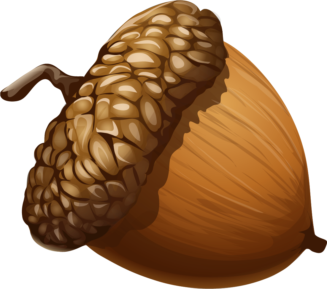 Acorn Png Clipart Picture - Acorn Png (1178x1054), Png Download