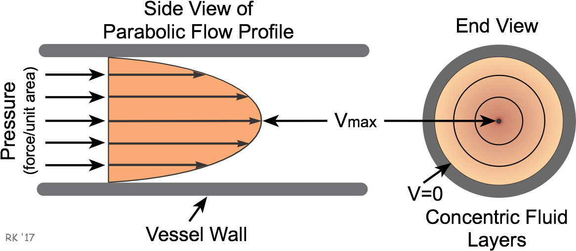 One Practical Implication Of Parabolic, Laminar Flow (1183x518), Png Download