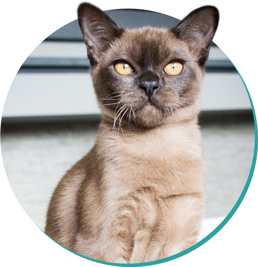 Burmese (942x980), Png Download