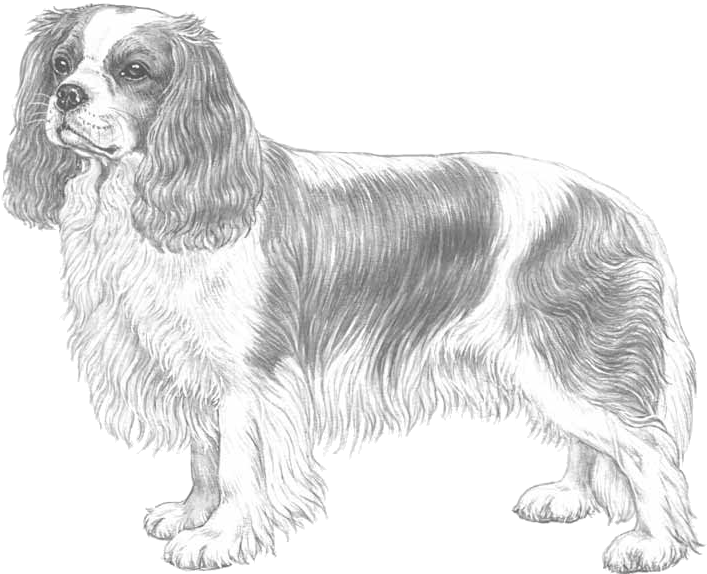 Cavalier King Charles Spaniel (800x800), Png Download