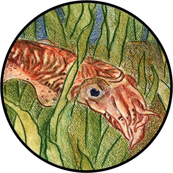 Cuttlefish Png (596x596), Png Download